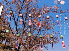 -顾村公园