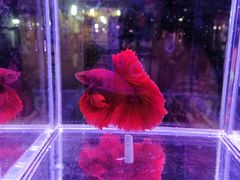 -中环花鸟鱼虫市场