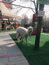 -萌宠亲子动物乐园(槐房万达店)