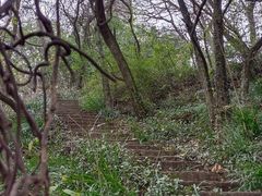 -上海佘山国家森林公园天马山园