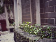 -小洲村