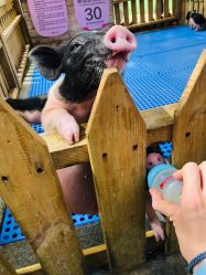 -萌宠亲子动物乐园(槐房万达店)