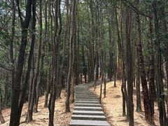 -火炉山森林公园