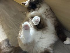 -瑞派康怡24h宠物医院·犬猫医疗中心·微创绝育(瑞景分院)