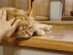 -MOCHA明星猫咖(田子坊店)