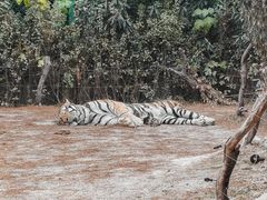 -上海野生动物园老虎餐厅