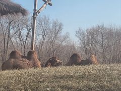 -北京野生动物园