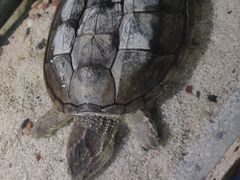 -南湖梦幻岛