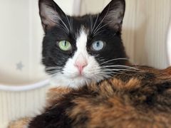 -纳吉亚猫专科动物医院博雅分院
