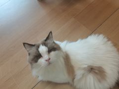 -唐小姐の私宠·宠物洗护美容·撸猫馆·购宠(周浦万达旗舰店)