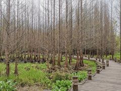 -桤木河湿地公园