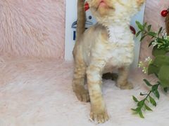-十年猫舍·猫咪专门店(普陀店)