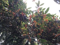 -醉云喃