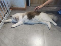 -南京Hallo宠物乐园·哈罗犬舍·柴犬繁育基地