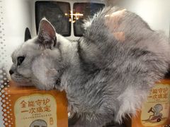 -小呆的宠物店·宠物售卖·宠物寄养(城西店)