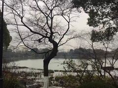 -金鸡湖桃花岛