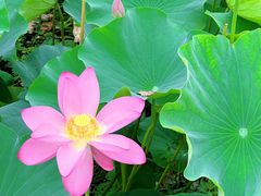 -洪湖生态旅游区