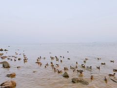 -深圳湾公园(南山区)