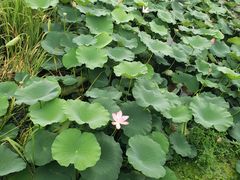 -尚贤河湿地