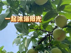 -老袁家蜜桃农场·阳山水蜜桃