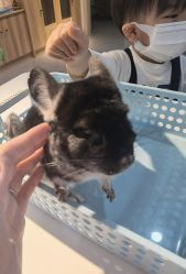 -Moni星球萌宠·小马宝莉·灵蛇·高端高阶全萌宠互动体验俱乐部(红豆国际广场店)