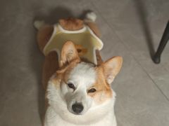 -宠颐生宠物医院·心肾内科·猫专科诊疗中心宠巢店
