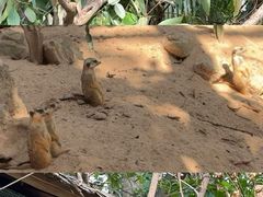 -广州长隆野生动物世界