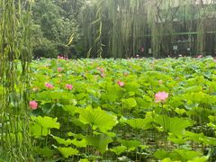 -莲湖公园