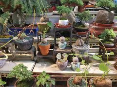 -花鸟鱼虫鲜花绿植市场(玉泉路店)