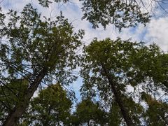 -黄海国家森林公园