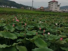 -涵家味土菜馆·徽州一绝臭鳜鱼(三河古镇店)