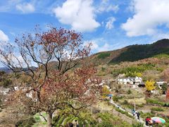 -塔川景区