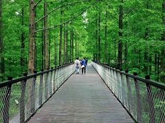 -黄海国家森林公园