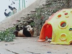 -中国大熊猫保护研究中心雅安碧峰峡基地