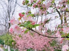 -莫愁湖公园