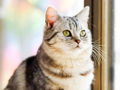 -颜氏双江清水鱼一养身火锅(磁器口店)