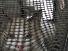 -瑞鹏宠物医院·骨科·猫科·内科(第一中心)
