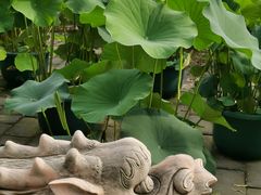 -莲花池公园