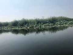 -白洋淀景区