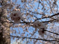 -桃花堤公园
