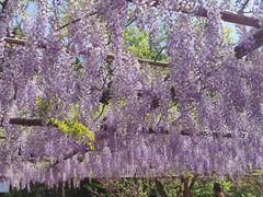 -嘉定紫藤园