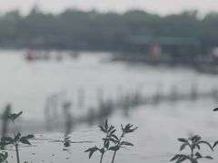 -湖畔居茶楼(湖滨店)