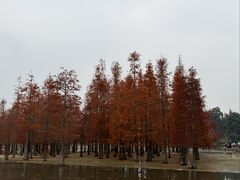 -白鹭湾湿地公园