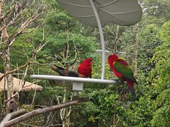 -新加坡飞禽公园