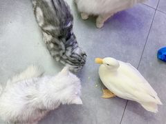 -极木²邸 人与宠物·互动社区