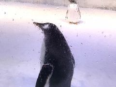 -芜湖新华联大白鲸海洋公园