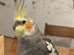 -深圳鸟咖鹦花岛