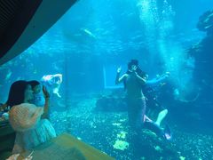 -海棠湾洲际-涛·海底餐厅·美人鱼·自助餐·海底隧道