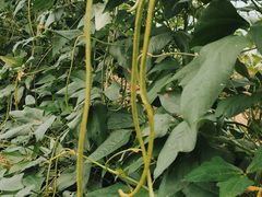 -庞各庄翠芳园西瓜蔬菜基地采摘园