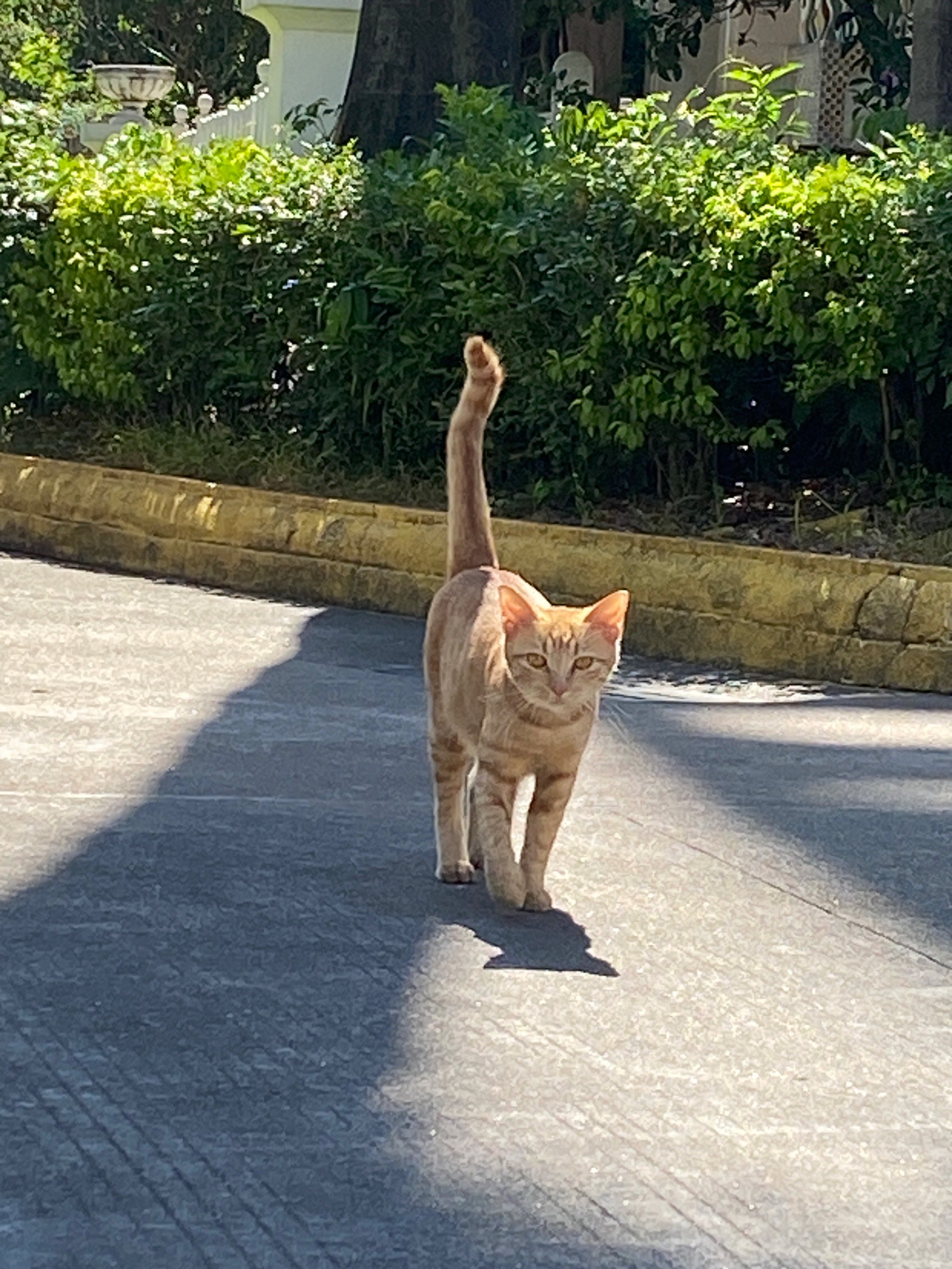 白肚橘猫图片